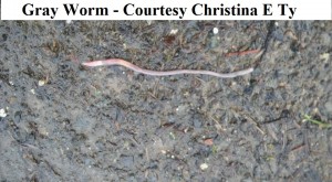 gray worm christina e ty wm         